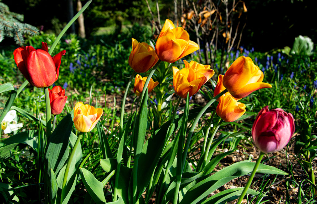 Wiosenne tulipany na terenie Gospodarstwa Agroturystycznego Dolina Bobrów.