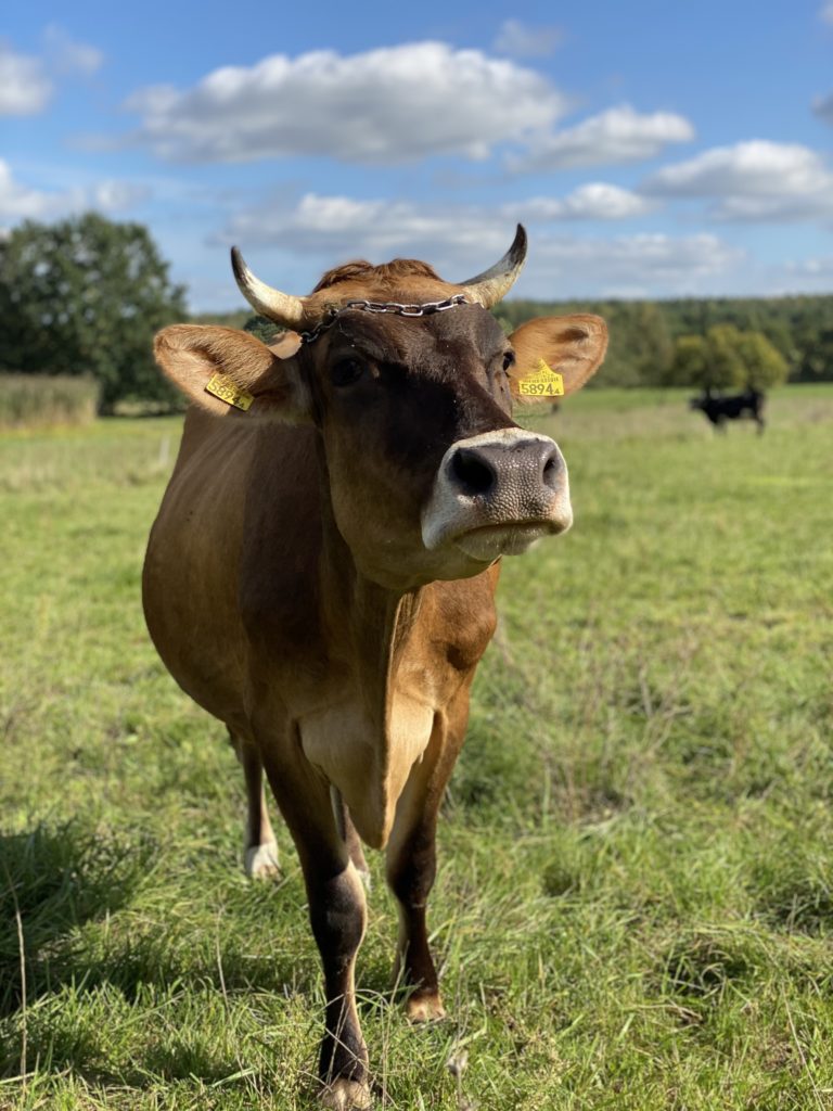 Krowa w Gospodarstwie Agroturystycznym Dolina Bobrów