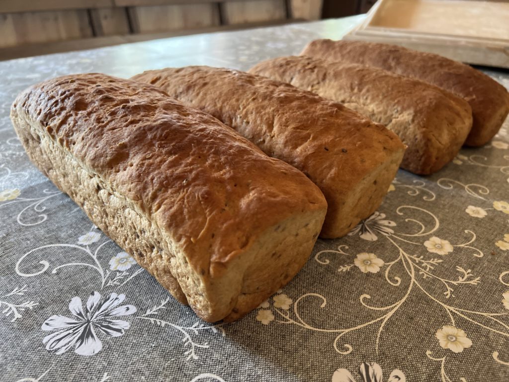 Warsztaty wyrób i wypiek chleba w Gospodarstwie Agroturystycznym Dolina Bobrów