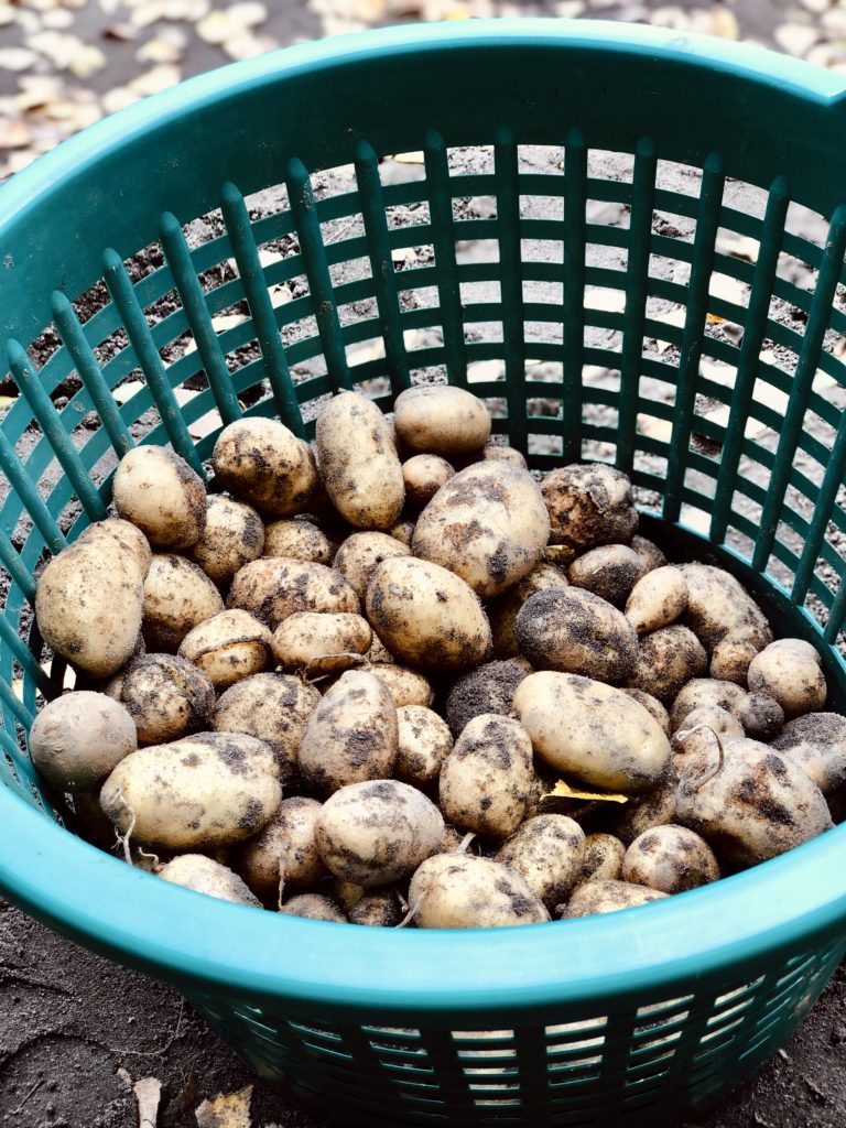 Wykopki ziemniaków w Gospodarstwie Agroturystycznym Dolina Bobrów
