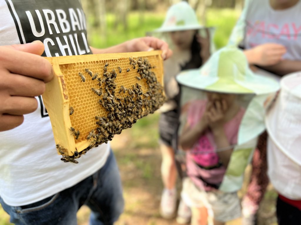 Warsztaty z pszczelarzem w Gospodarstwie Agroturystycznym Dolina Bobrów