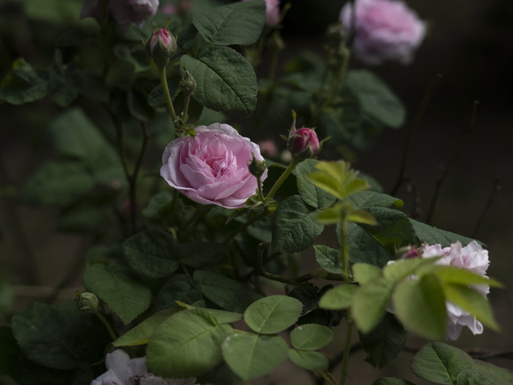 Róże na terenie Gospodarstwa Agroturystycznego Dolina Bobrów.