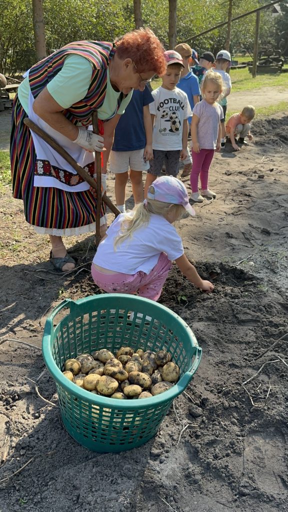 Wykopki ziemniaków na zielonej szkole