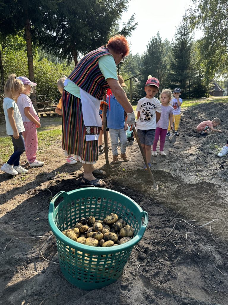 Wykopki ziemniaków na zielonej szkole